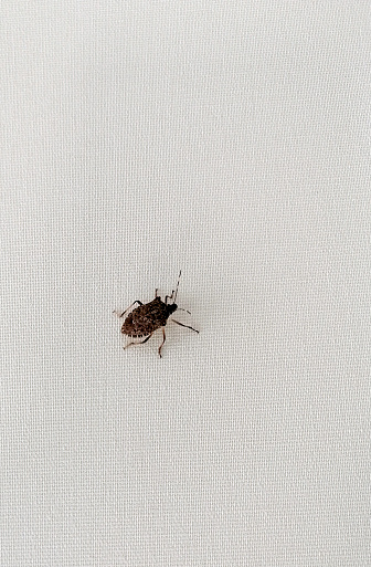 Brown tink bug (Nezara viridula)