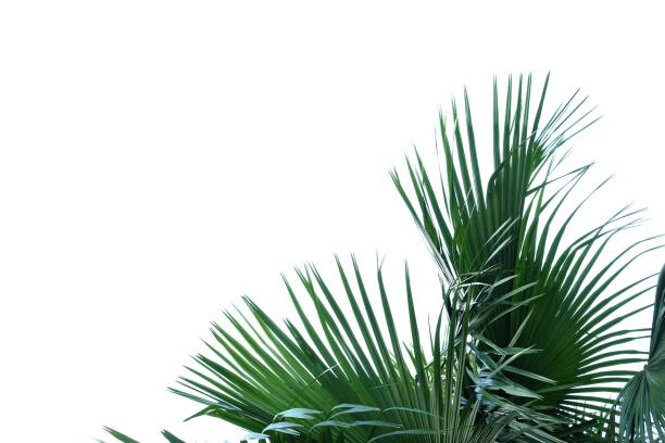 istock Tropical palm leaves with branches on white isolated background for green foliage backdrop 1194732954