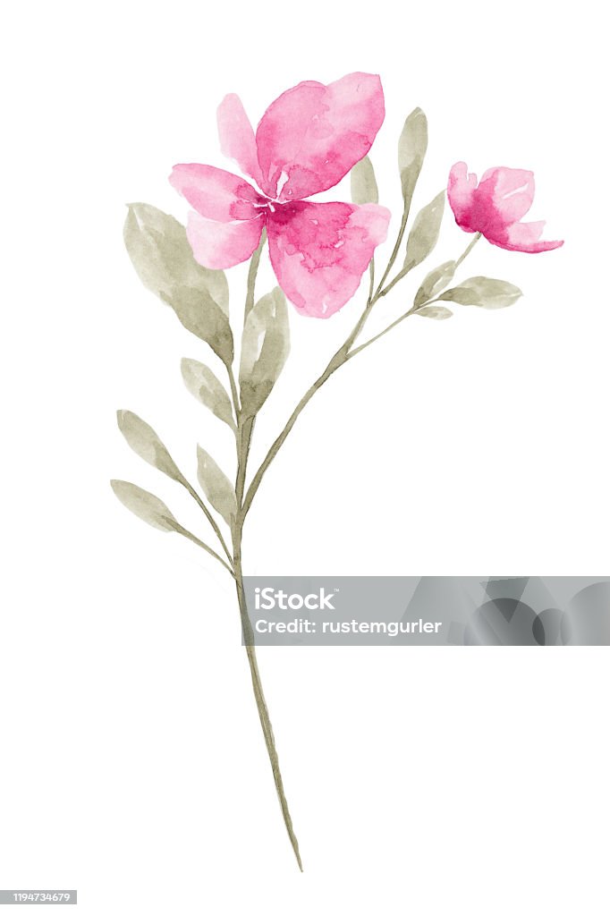 Acuarela Flor Fondo blanco - Ilustración de stock de Flor libre de derechos