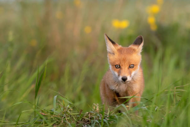 istock Young red Fox in grass on a beautiful light 1194734819