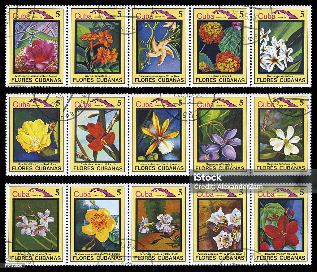 Kubanische Blumen - Lizenzfrei Ausstellung Stock-Foto