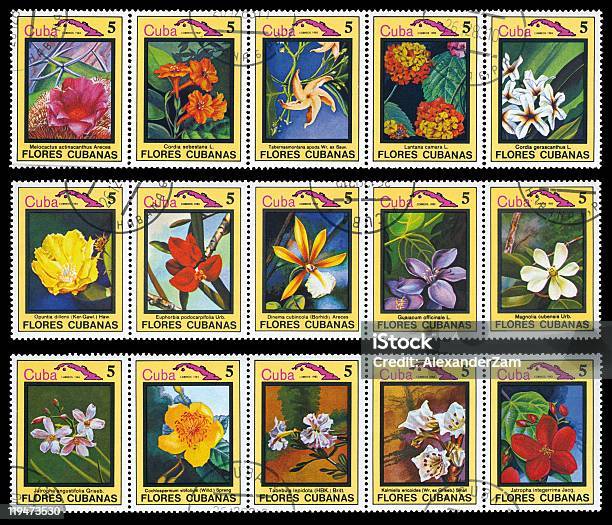Flores De Cuba - Fotografias de stock e mais imagens de América Latina - América Latina, Batata-do-inferno, Botânica - Ciência de plantas