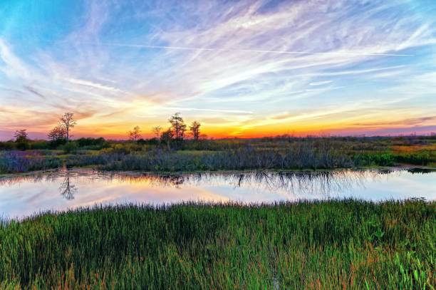 Louisiana swamp sunset and silhouettes landscape of a swamp sunset in the wetlands everglades national park photos stock pictures, royalty-free photos & images