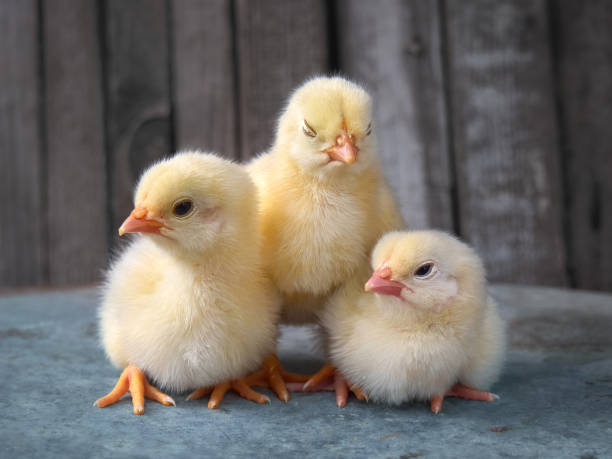 istock Small yellow chickens on a wooden background. 1194735940