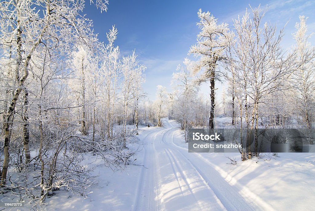 Floresta de inverno - Foto de stock de Arbusto royalty-free