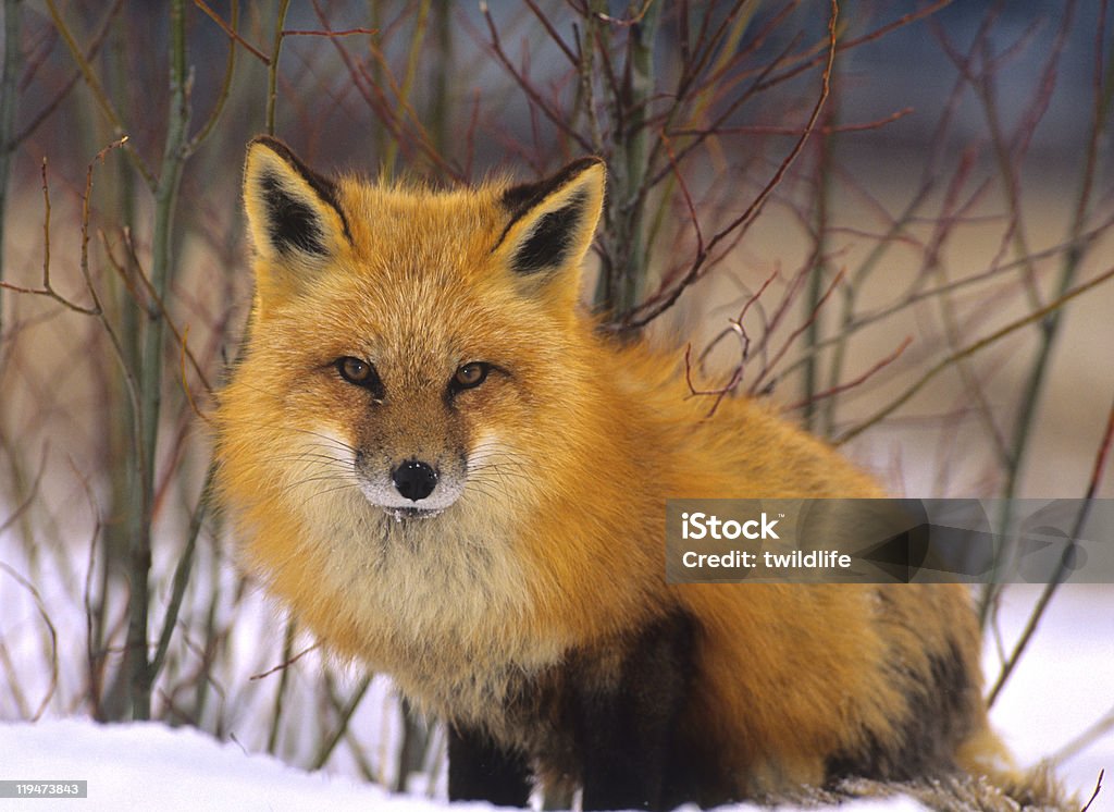 Red Fox in Winter  Animal Stock Photo