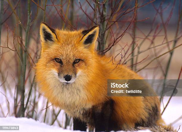 Red Fox In Winter Stock Photo - Download Image Now - Animal, Animal Wildlife, Animals Hunting