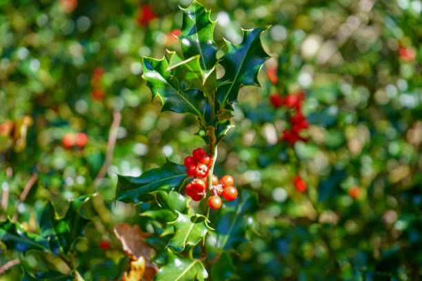 istock Red berry on a holly bush 1194739042