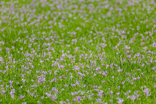 A group of autumn crocusses (colchicum autumnale) in a green grass meadow