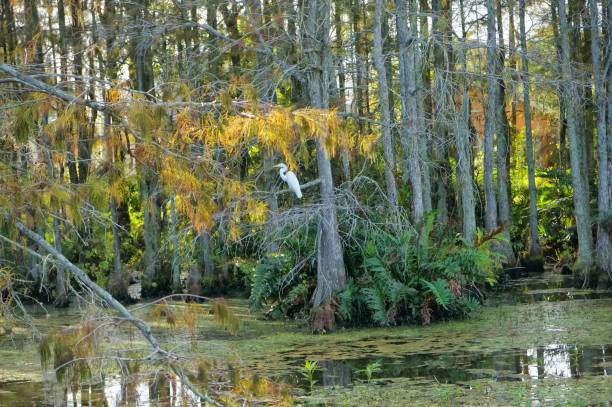 istock great white egret in the swamp 1194739867