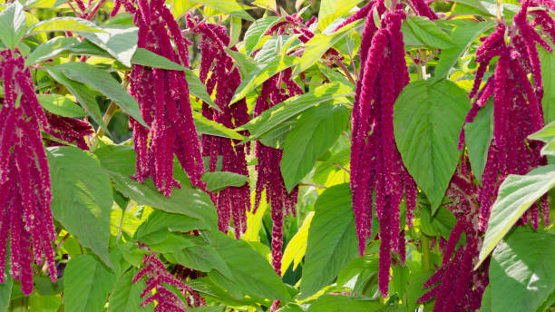 amaranthus caudatus pony schwänze blumen, nah. dekorative ungewöhnliche rot lila pflanzen im garten. lange quasten von karminroten blumen, die unten hängen - close to close up leaf tail stock-fotos und bilder