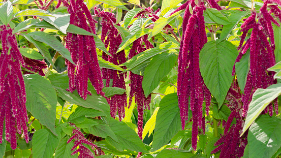 Blooming amaranth bush with burgundy flowers and greenery. Natural background.