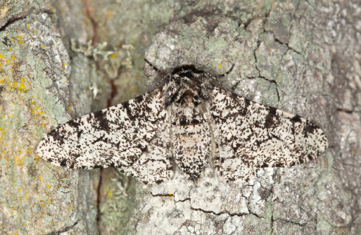 Peppered moth, Biston betularia camouflaged on oak. This is a night active moth of the Geometridae family. Macro photo. 