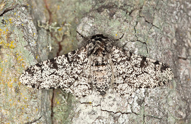 biston betularia (biston betularia) camouflaged em oak macro fotografia. - inchworm imagens e fotografias de stock