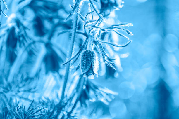 Color of 2020 year, classic blue. Eastern pasqueflower, prairie crocus, cutleaf anemone with water on nature macro with copy space, soft focus, beautiful bokeh