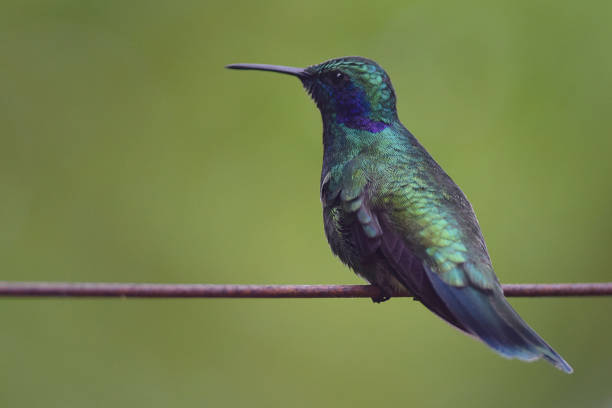 Green Violetear Hummingbird