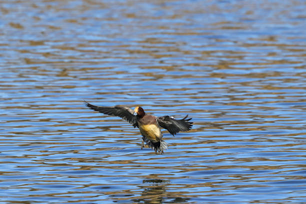 istock the eurasian wigeon in flying,Japan 1194744654