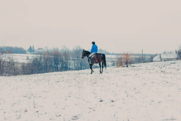 istock Horse Running and Jumping in Snow 1194746146