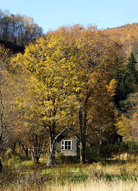 istock house in autumn wood 119474664