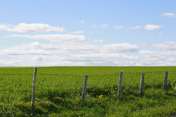 istock Barbed wire fence off rural road. 1194748077