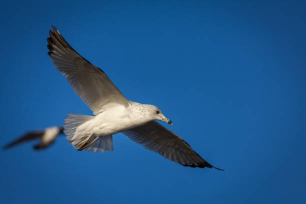 istock A seagull takes flight through the sky. 1194748476