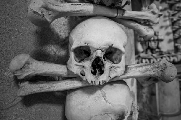 schädel und knochen an einer wand, beängstigend konzept, echte menschliche schädel. - kutna hora skull human bone people stock-fotos und bilder
