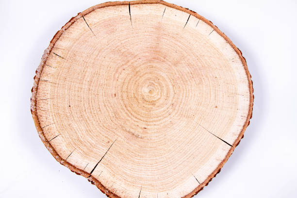istock Slice of fresh oak wood 1194749421