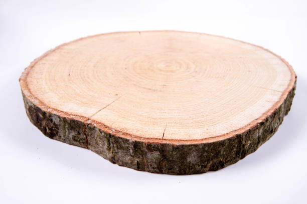 istock Slice of fresh oak wood 1194749424