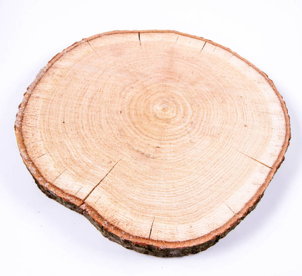 istock Slice of fresh oak wood 1194749447