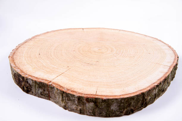 istock Slice of fresh oak wood 1194749451
