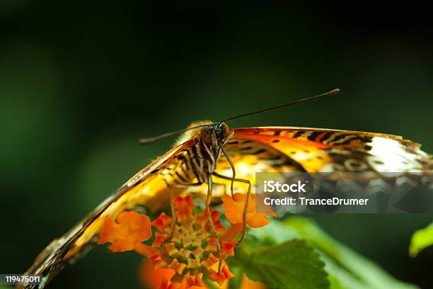 Great Eggfly Butterfly Stock Photo - Download Image Now - Animal, Animal Wildlife, Butterfly - Insect