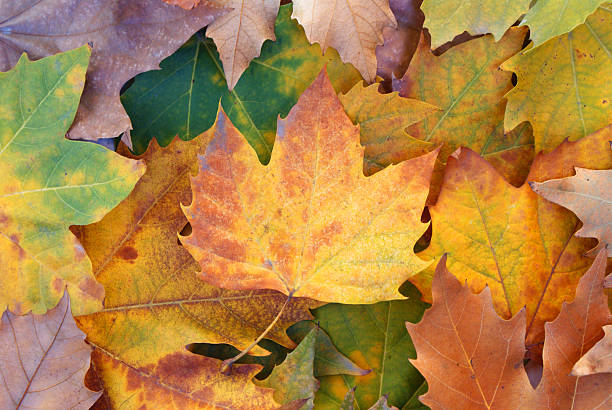 Autumn fallen leaf background stock photo