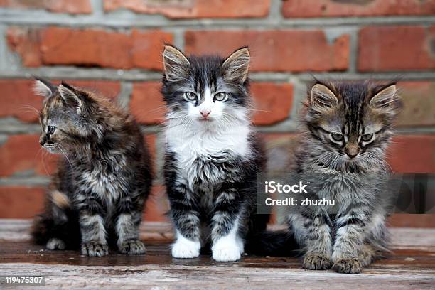 Trzy Młodymi Na Cegły Ściany Tło - zdjęcia stockowe i więcej obrazów Kot rasy mieszanej - Kot rasy mieszanej, Trzy zwierzęta, Cegła
