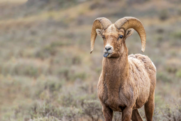 istock Bighorn ram close up 1194754737
