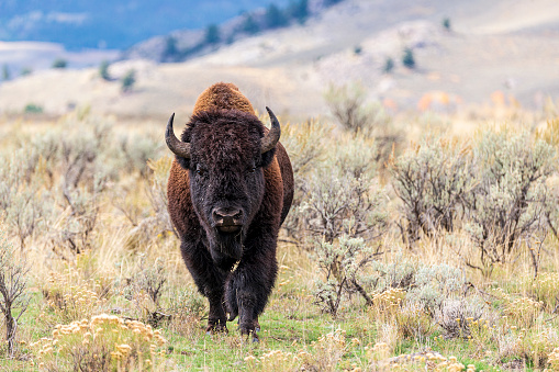 Close up image of an American bison (Bison bison). Yellowstone National Park, Wyoming, USA.