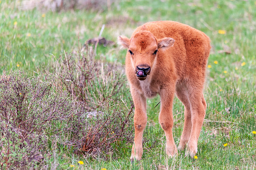 A close up of a baby bison or a red dog sniffing a bush flower.