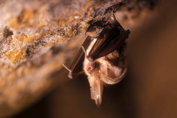 zbliżenie z małym brązowym nietoperzem plecotus auritus wiszącym do góry nogami w ciemnej jaskini przypominającej podobny szary plecotus austriacus. - wide awake zdjęcia i obrazy z banku zdjęć