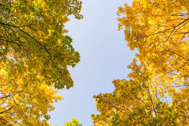 istock Deciduous forest at autumn. Beautiful maple trees. Golden fall. 1194754983
