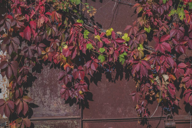 istock Colorful autumn leaves. Natural autumn pattern. 1194755779