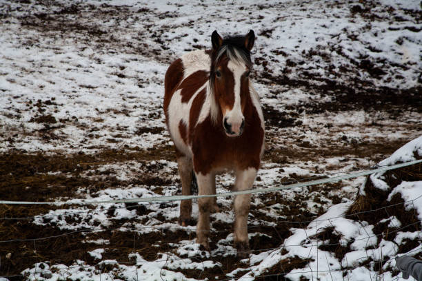 istock landscape in snow with beautiful horses 1194755876