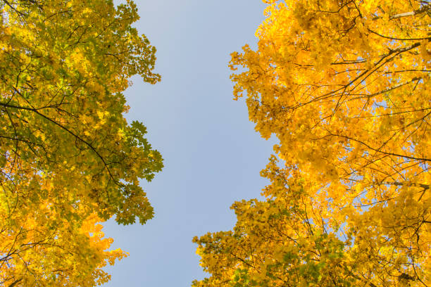 istock Deciduous forest at autumn. Beautiful maple trees. Golden fall. 1194755889