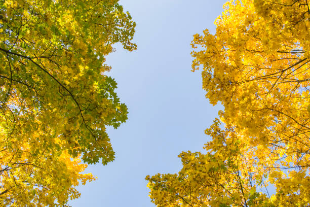 istock Deciduous forest at autumn. Beautiful maple trees. Golden fall. 1194755907