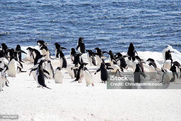 Пингвинов Адели — стоковые фотографии и другие картинки Hope Bay - Hope Bay, Антарктика, Близость