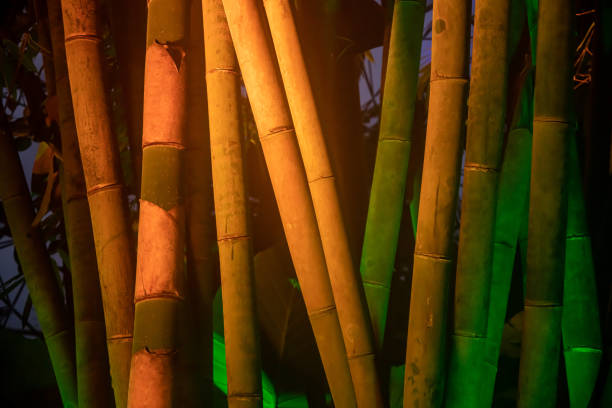 bamboo garden
