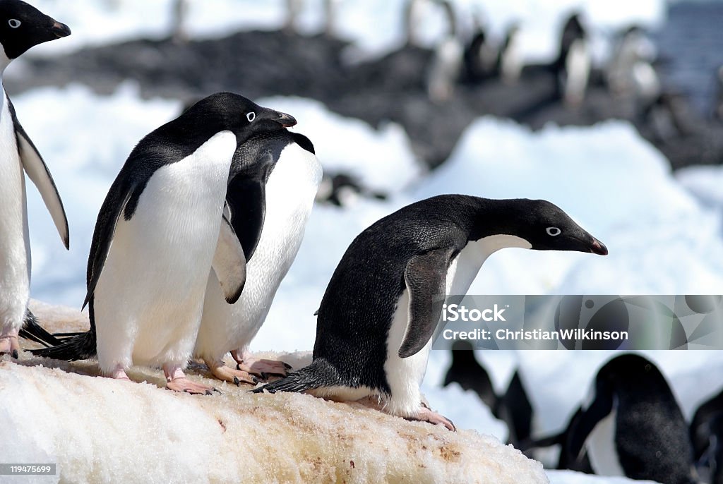 Adelie pinguins - Foto de stock de Andar royalty-free