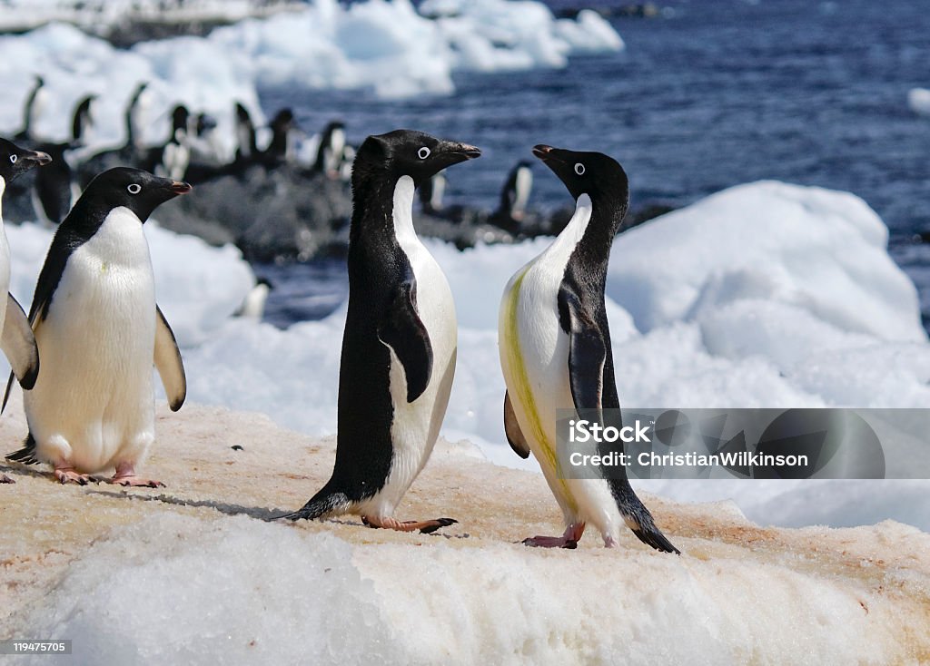 Pingüinos de adelia - Foto de stock de Aire libre libre de derechos