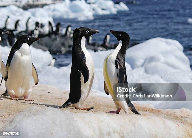 Pingüinos De Adelia Foto de stock y más banco de imágenes de Aire libre - Aire libre, Anadear, Andar