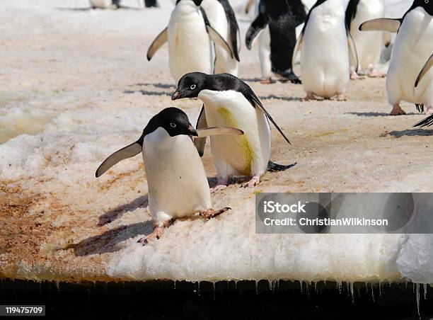 Pinguini Di Adelia - Fotografie stock e altre immagini di Ambientazione esterna - Ambientazione esterna, Ambiente, Animale selvatico