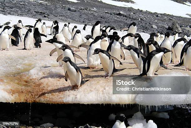 Foto de Adelie Pinguins e mais fotos de stock de Andar - Andar, Andar como Pato, Animal selvagem