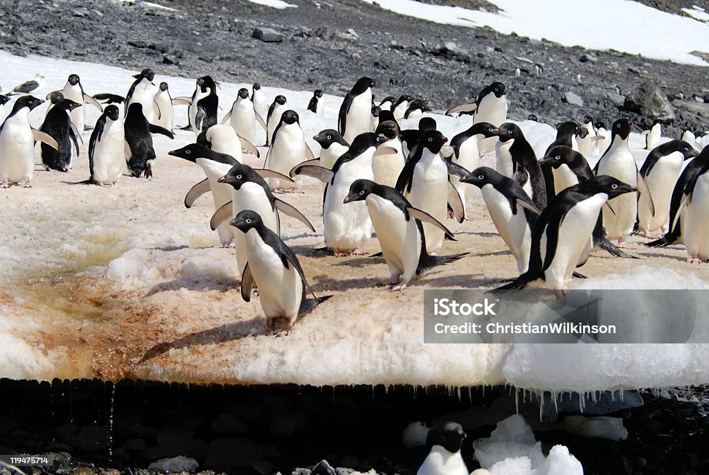 Пингвинов Адели - Стоковые фото Hope Bay роялти-фри